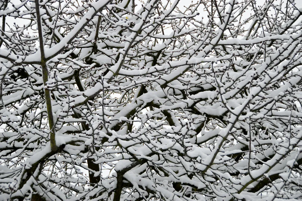 高清摄影 雪景 树枝 冬季 自然风光 宁静 冬日雪景中的树枝