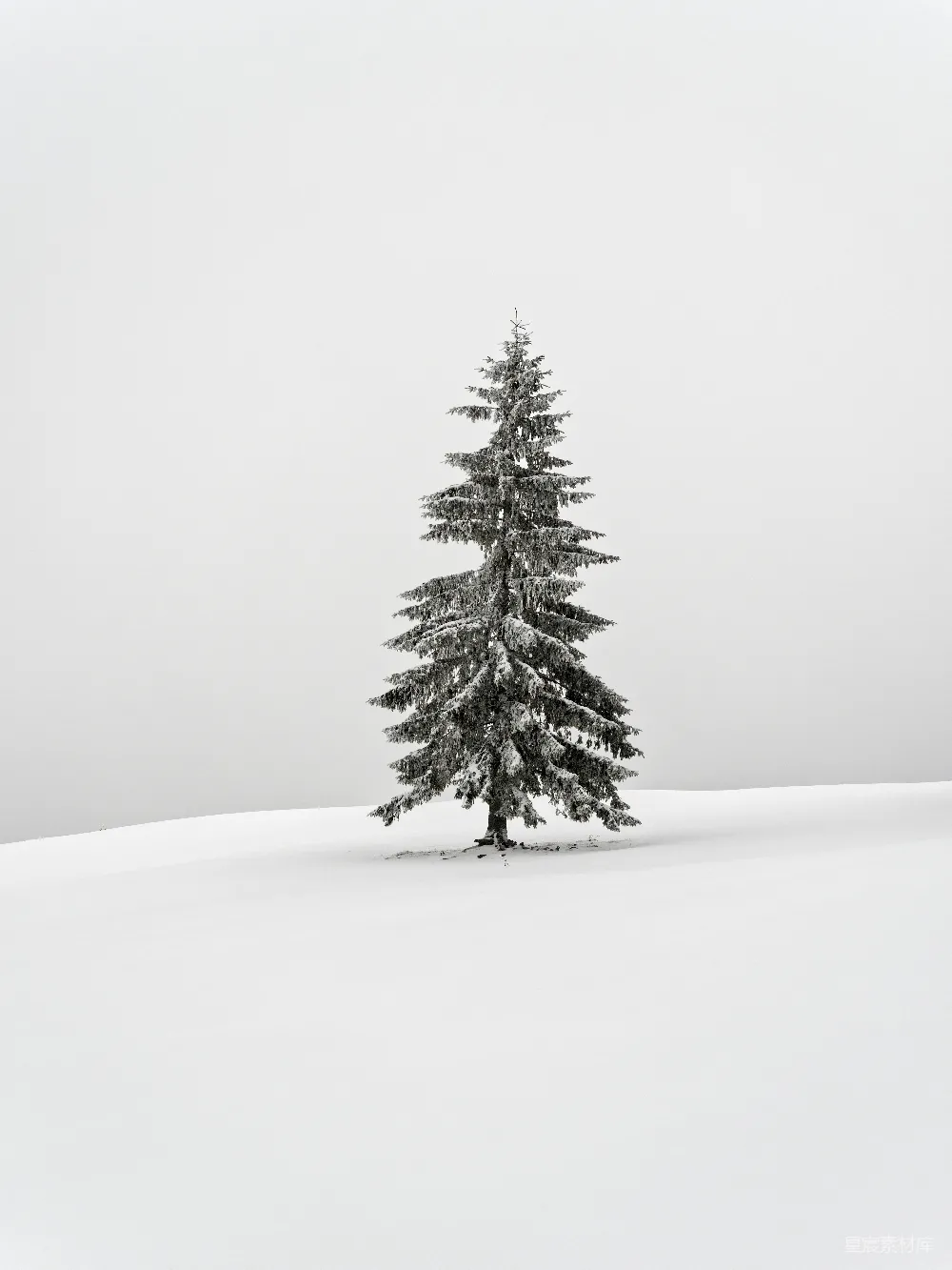 高清摄影 雪景 自然 孤独 风景 冬日 雪地中的独树