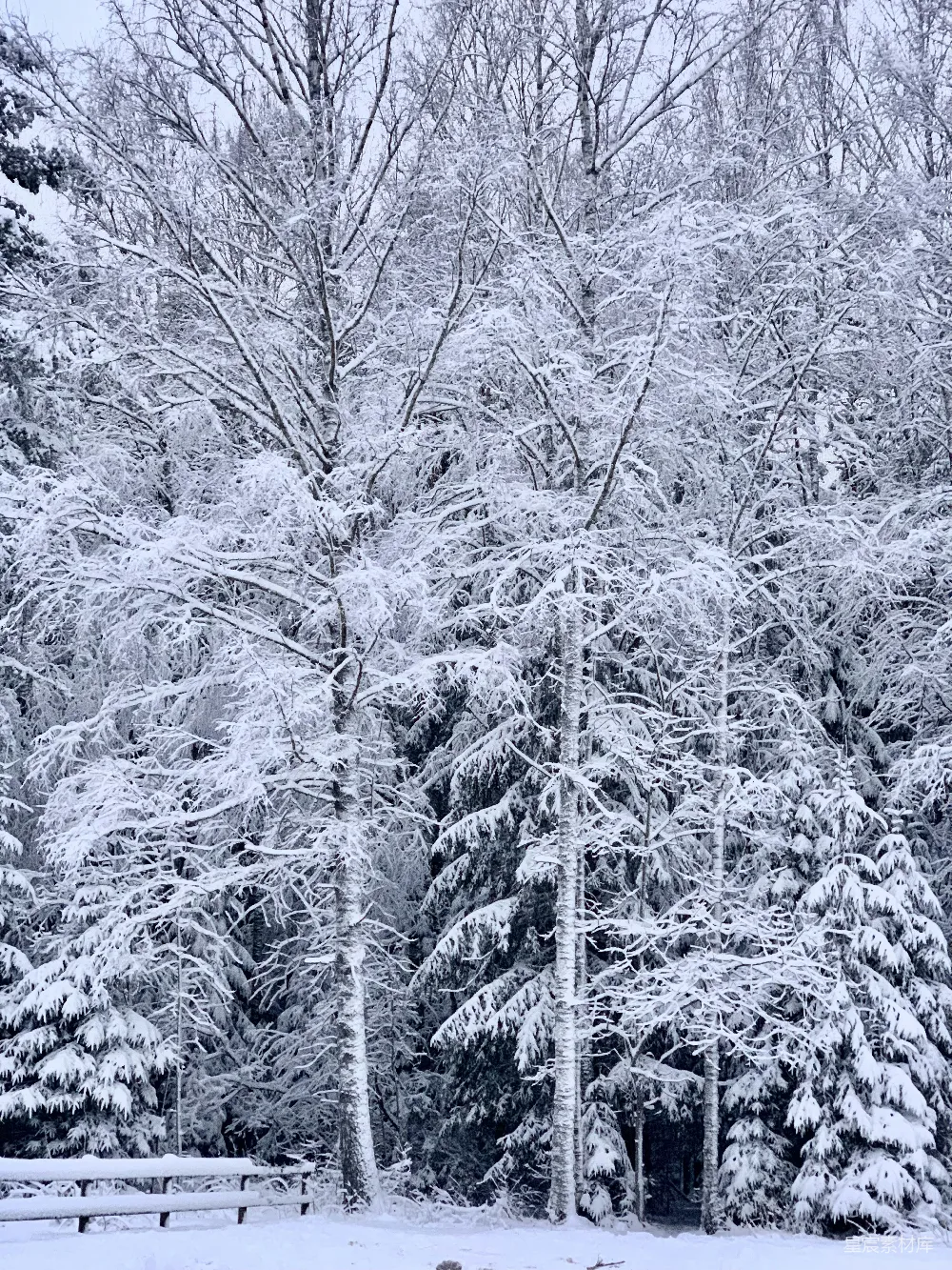 高清摄影 雪景 自然风光 松树 冬季 宁静 冬日雪景中的松树林