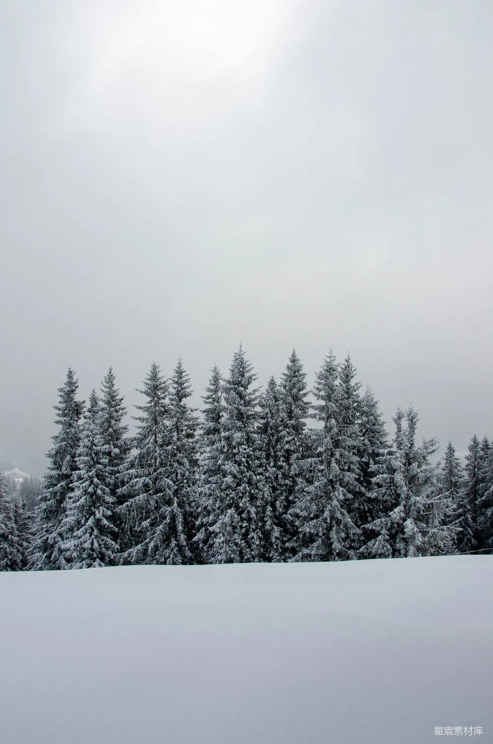 高清摄影 雪景 松树 冬季 自然风光 宁静 冬日松林