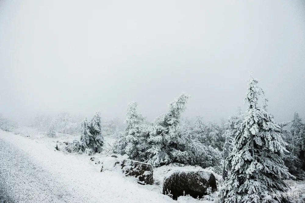 高清摄影 雪景 自然风光 冬季 静谧 森林 冬日雪景