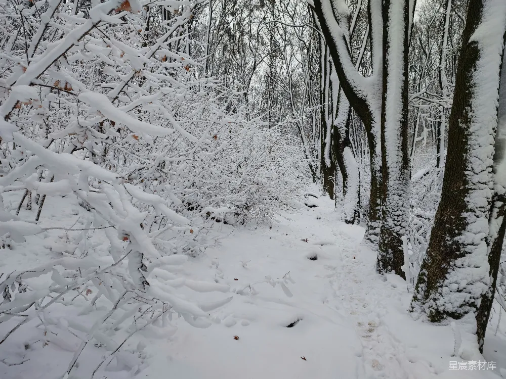 高清摄影 雪景 森林 自然 冬季 宁静 冬日雪林