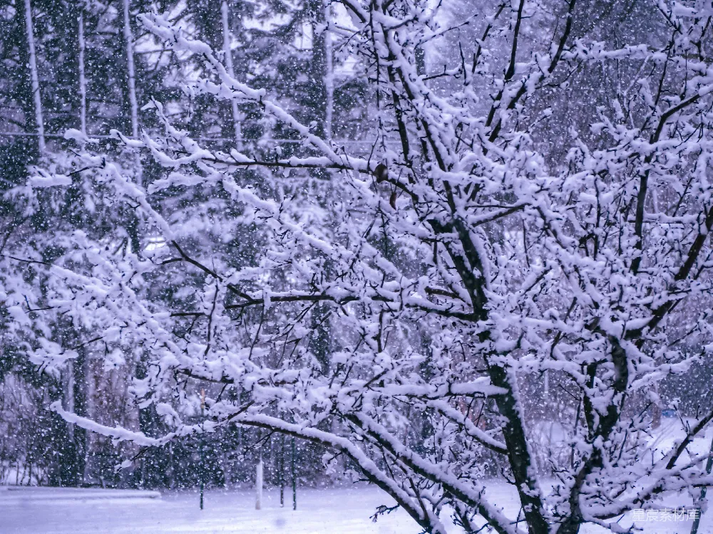 高清摄影 雪景 冬季 自然 冷色调 户外 冬日雪景