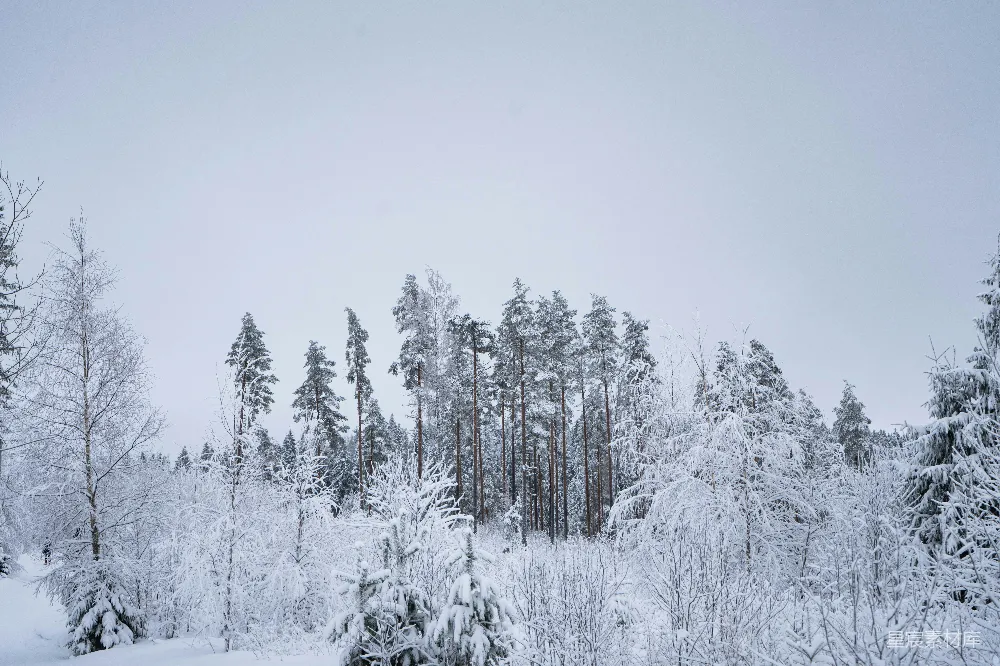 高清摄影 雪景 森林 自然风光 冬季 宁静 冬日雪林