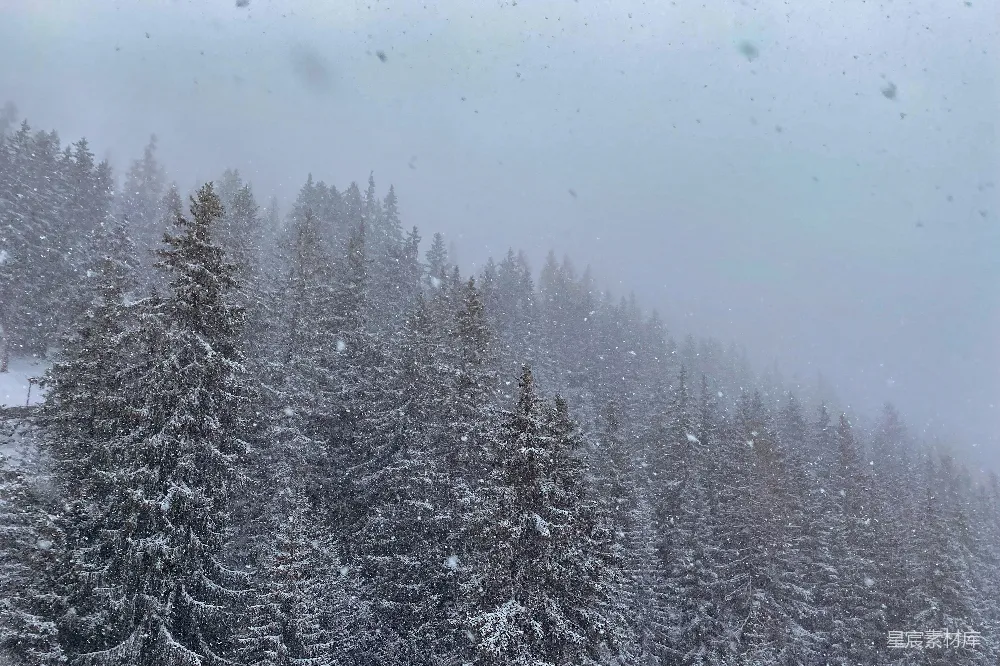 高清摄影 雪景 松林 冬季 自然风光 户外 冬日雪景中的松林