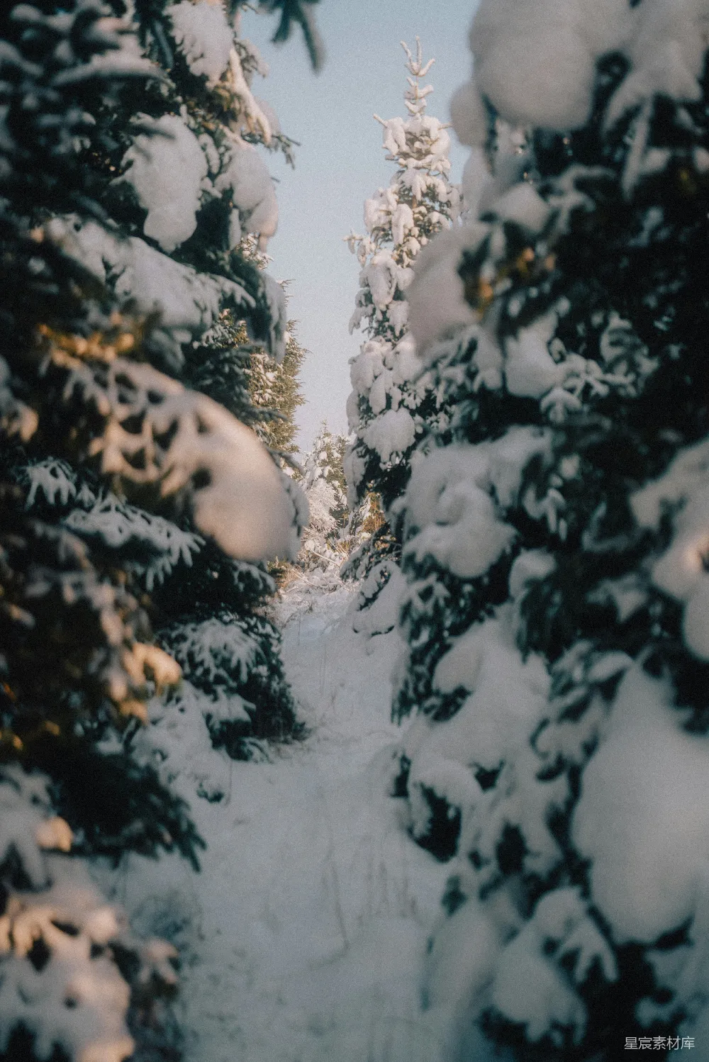 高清摄影 冬景 雪景 自然 森林 宁静 冬日雪景中的松树林