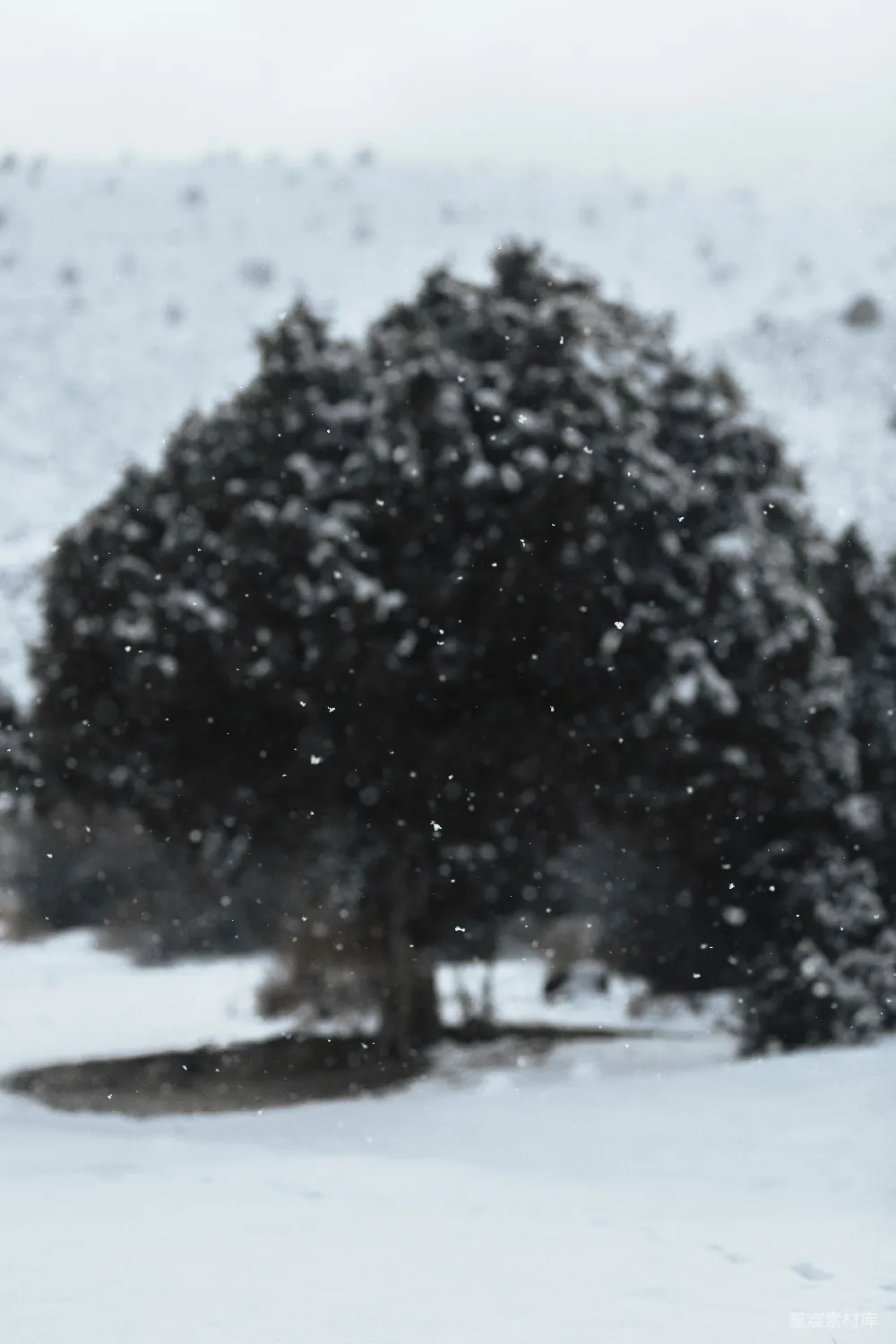 高清摄影 雪景 自然 冬季 户外 宁静 雪中的树