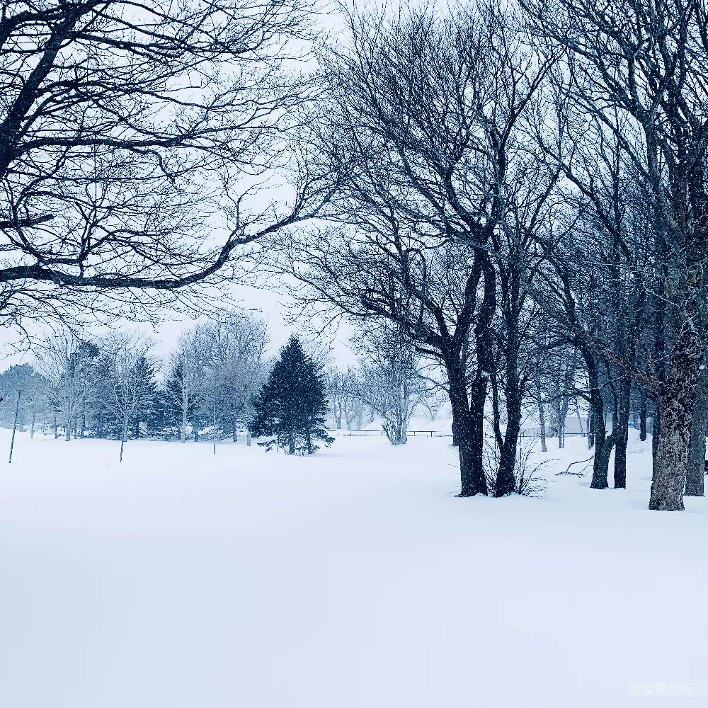 高清摄影 雪景 冬季 公园 自然 宁静 雪景中的冬日公园
