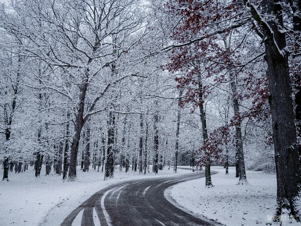 高清摄影 雪景 冬季 自然风光 森林 小径 冬日雪景中的蜿蜒小路