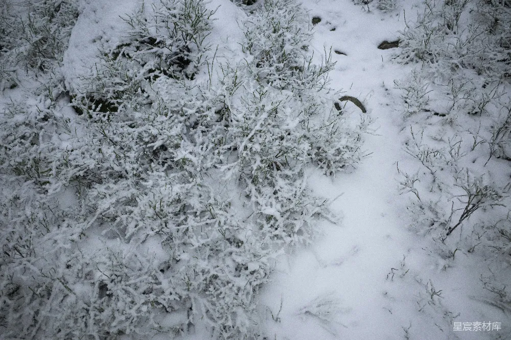 高清摄影 雪景 冬季 自然 户外 宁静 冬日雪景中的草地