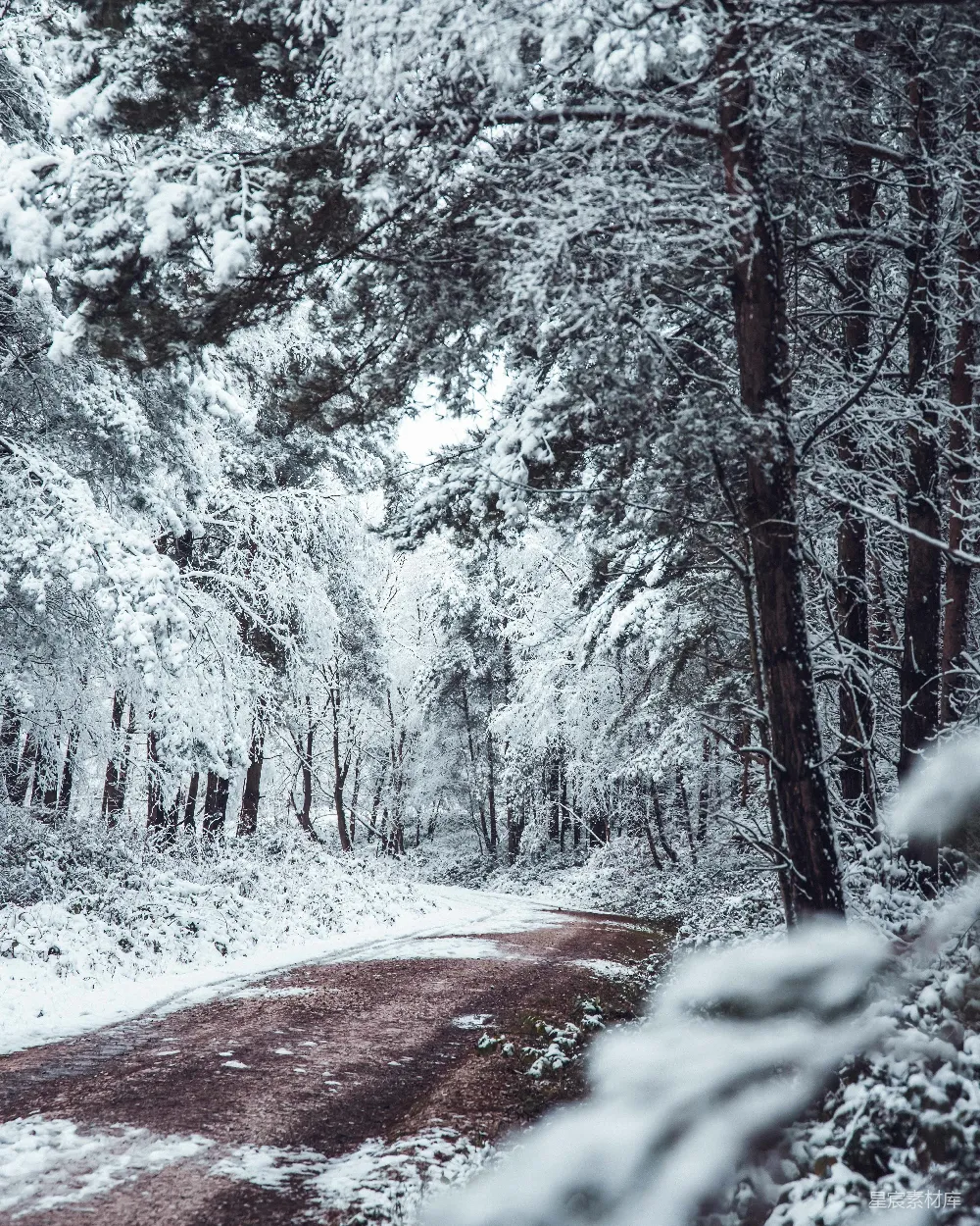 高清摄影 雪景 森林 自然 冬季 宁静 雪后的森林小径