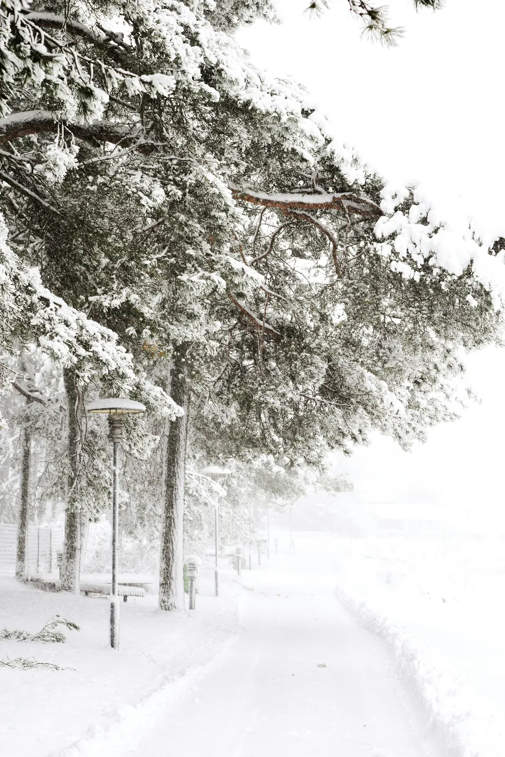 高清摄影 雪景 松树 冬季 自然 户外 冬日雪景中的松树