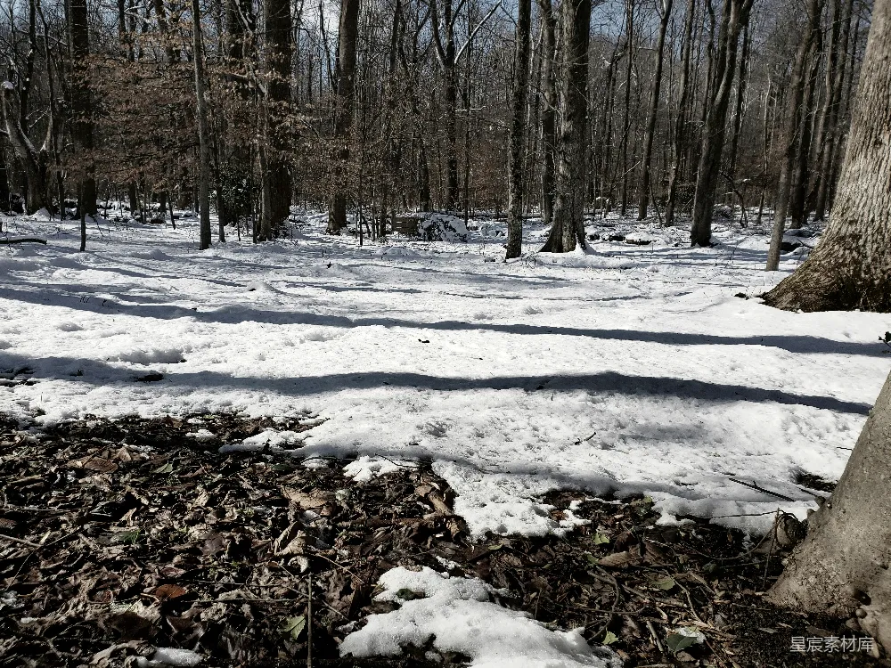 高清摄影 雪地 森林 阳光 自然 冬季 冬日森林雪景