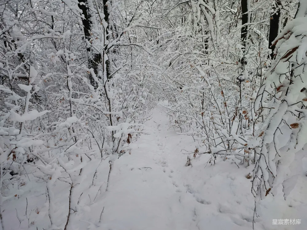 高清摄影 雪景 森林 冬季 自然 静谧 冬日雪林小径