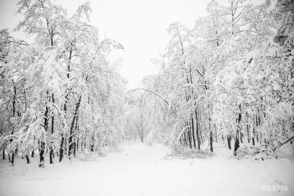 高清摄影 雪景 冬季 自然 宁静 森林 雪后的森林