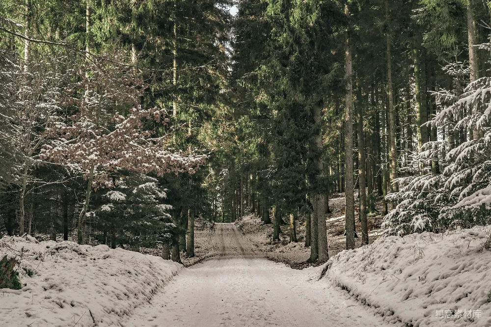 高清摄影 冬天 森林 雪景 自然 宁静 冬日森林的小径