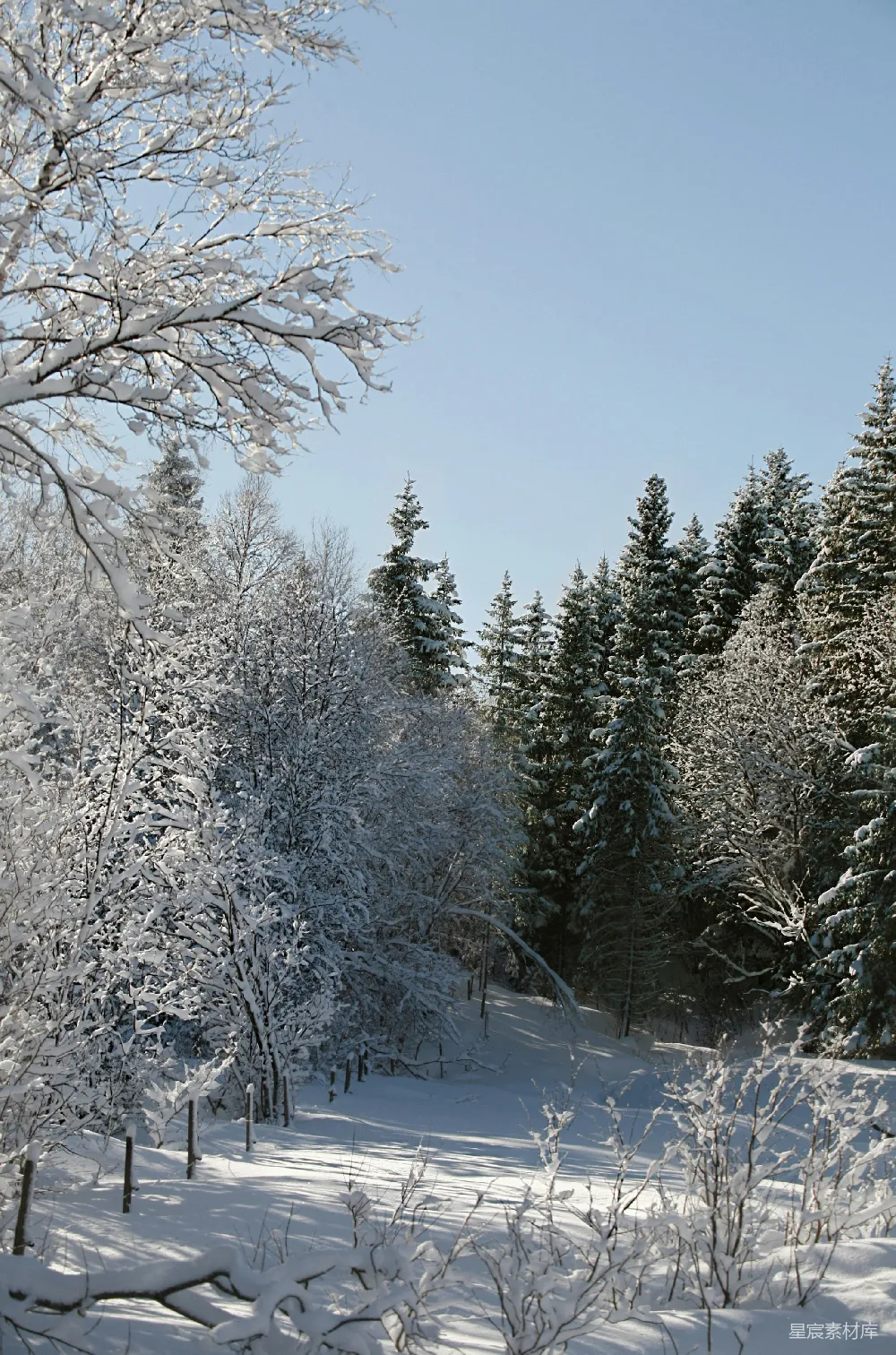 高清摄影 雪景 森林 冬日 自然 宁静 冬日雪景：静谧森林中的阳光
