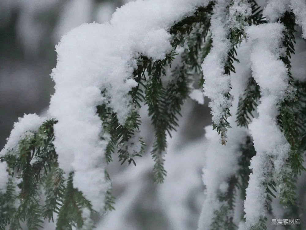 高清摄影 自然 冬季 风景 摄影 宁静 雪覆松枝