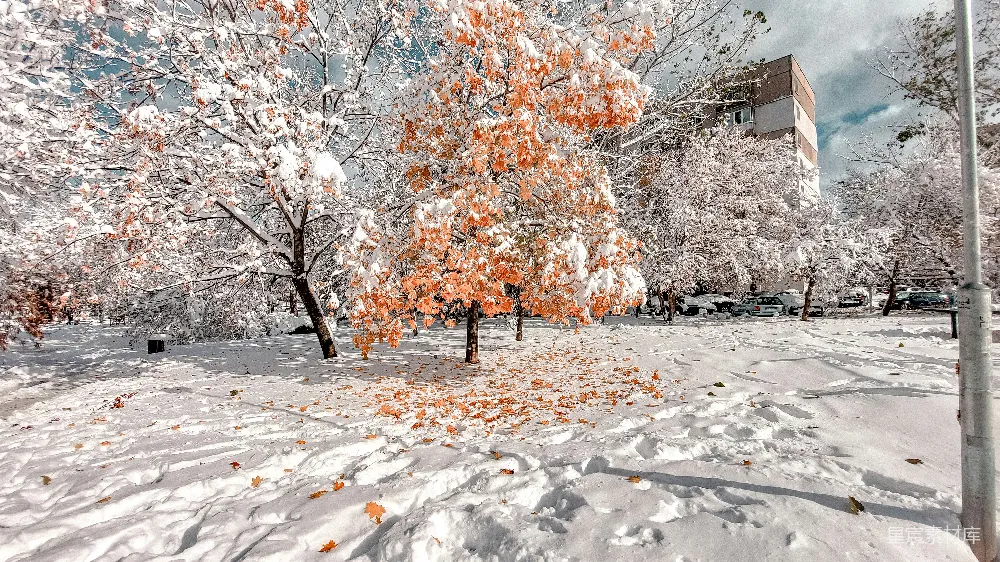 高清摄影 冬景 雪景 自然 城市 户外 雪地里的橙色树叶
