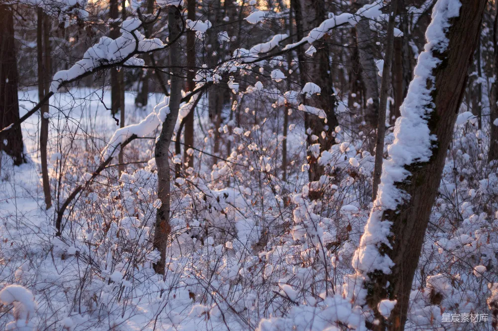 高清摄影 冬天 雪景 森林 自然 宁静 冬日雪景中的森林
