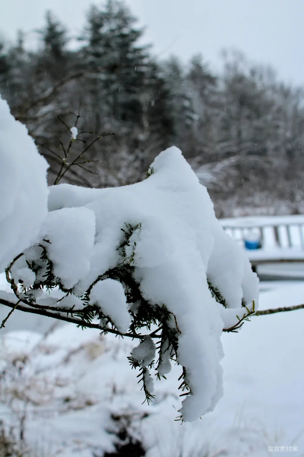 高清摄影 冬季 雪景 自然 松树 宁静 冬日雪景中的松枝