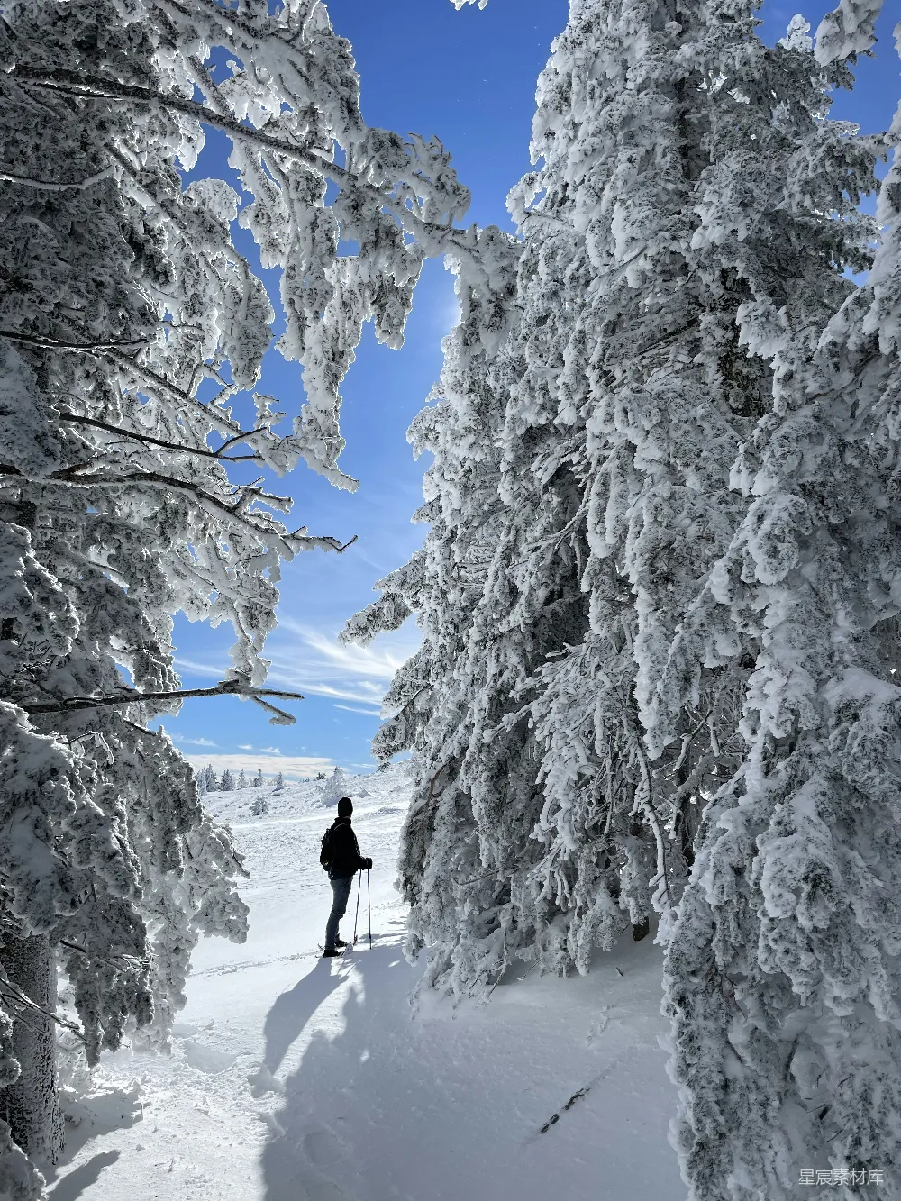 高清摄影 雪景 自然 冬季 户外活动 宁静 雪林中的冬日漫步