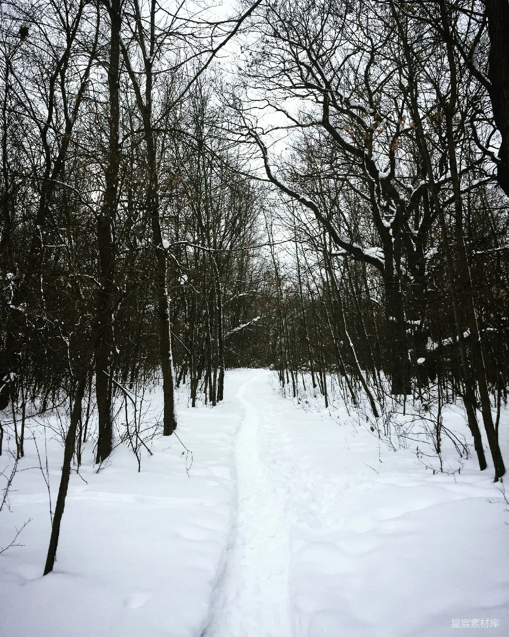 高清摄影 雪景 森林 自然 冬季 户外 冬日雪林中的小径