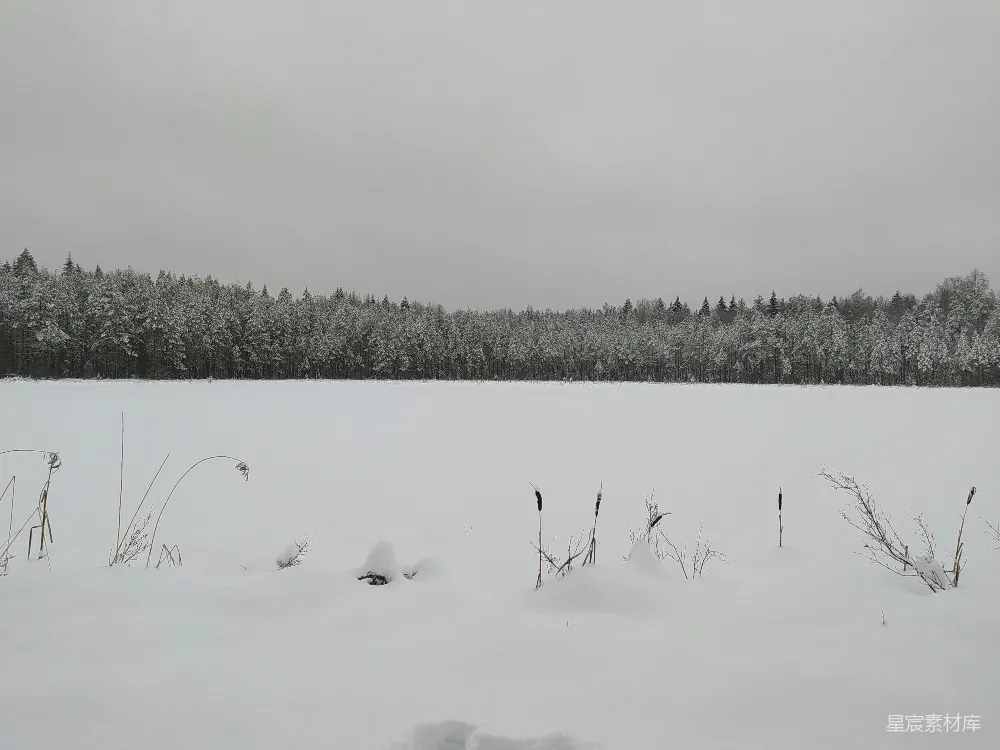 高清摄影 冬季 雪景 森林 静谧 自然 冬日雪地里的静谧森林