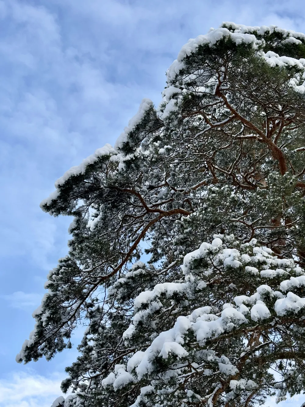 高清摄影 自然风光 冬季 雪景 森林 户外 冬日松树