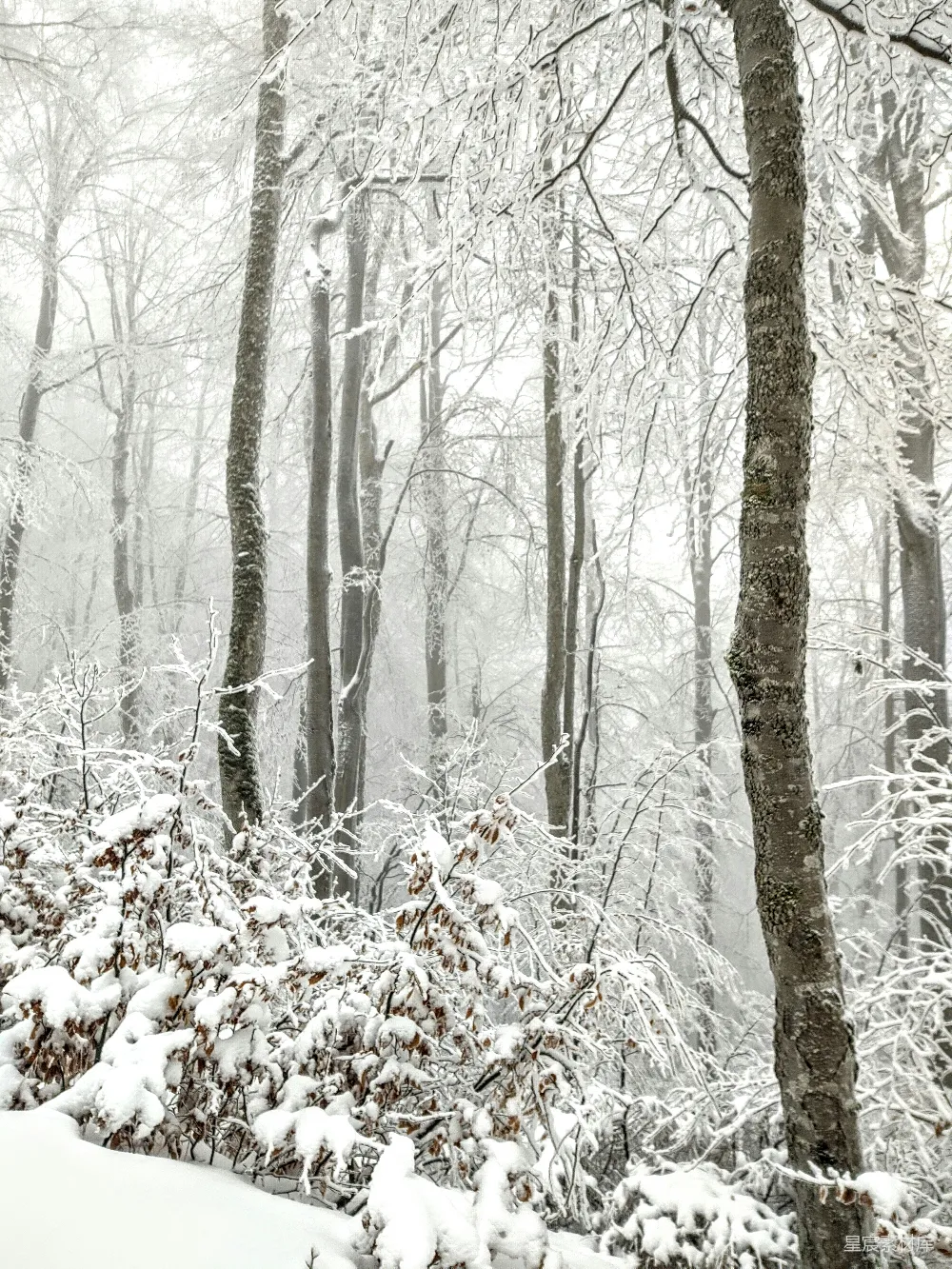 高清摄影 雪景 森林 自然 冬季 宁静 冬日雪景中的森林