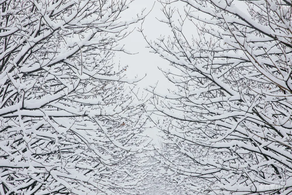 高清摄影 雪景 冬季 自然 宁静 树枝 雪后树枝的静谧美