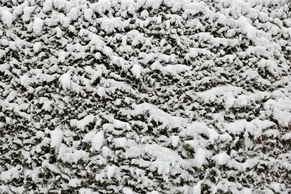 高清摄影 雪景 自然 冬季 背景 纹理 雪覆盖的绿色植物