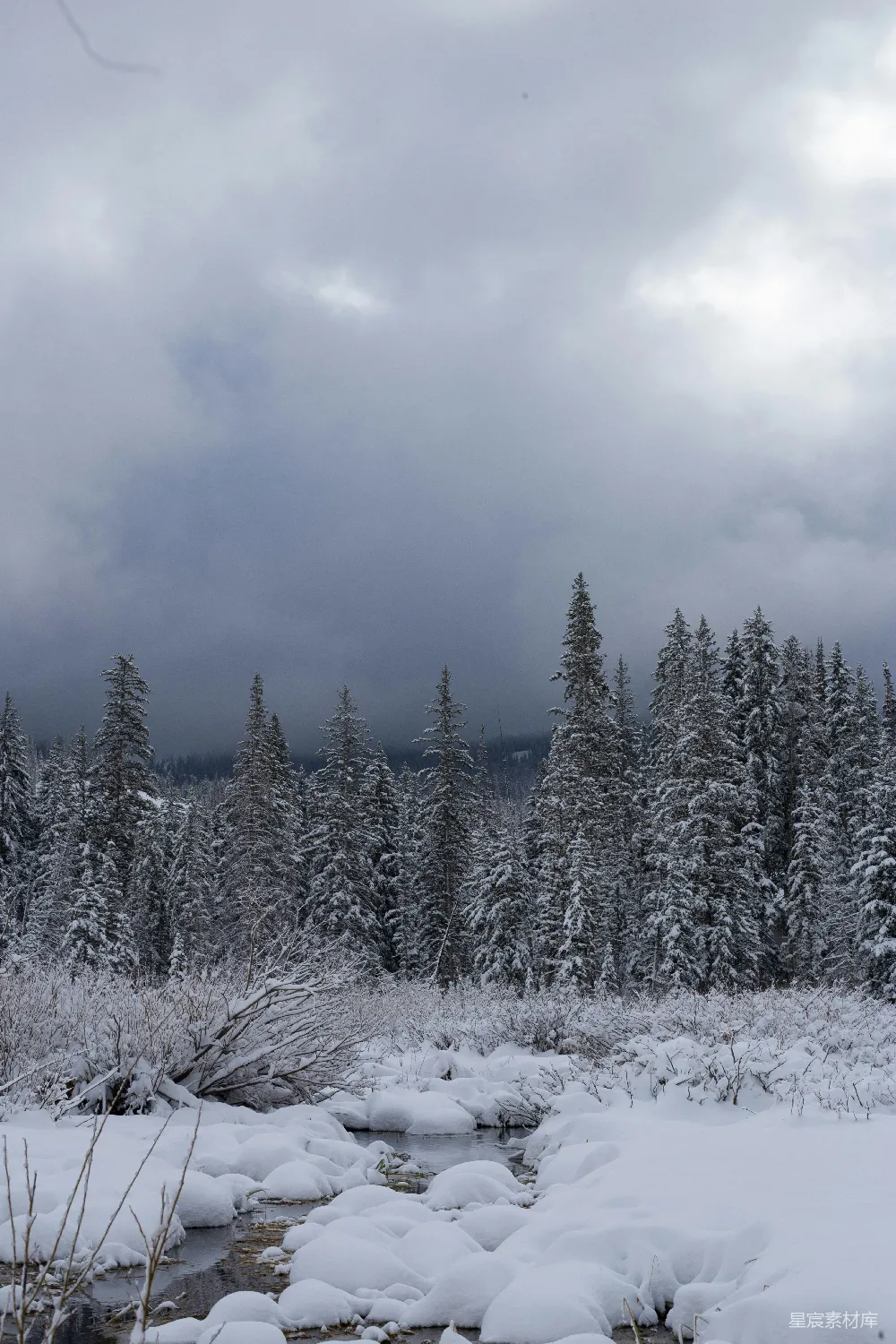 高清摄影 雪景 森林 宁静 自然 冬季 冬日雪景中的静谧森林
