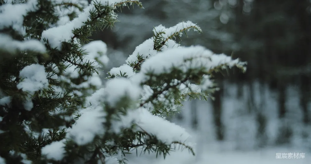 高清摄影 自然 雪景 冬季 松树 宁静 雪中的松枝