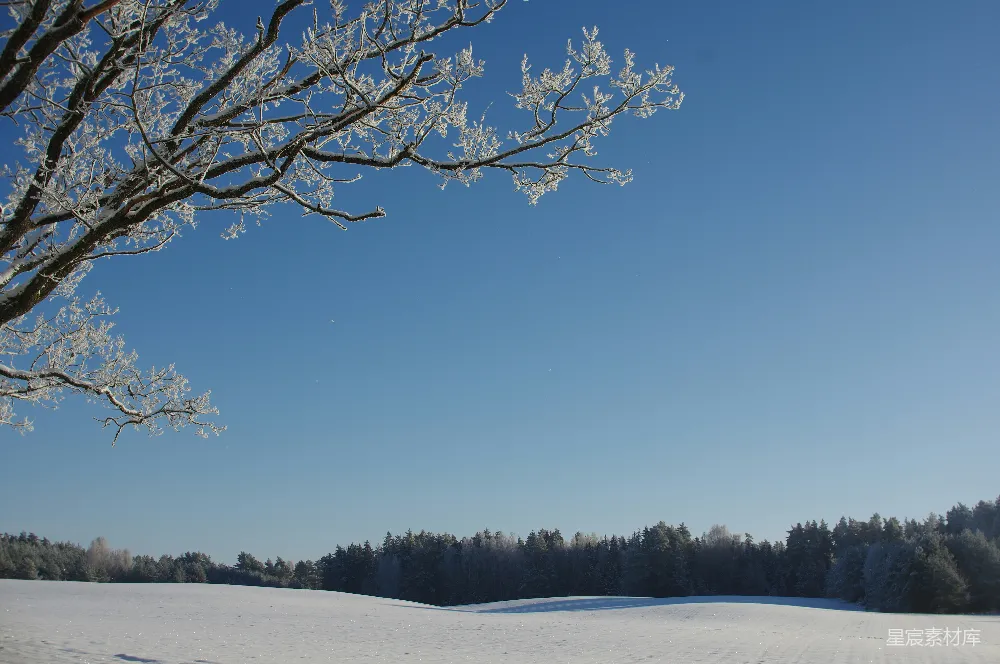 高清摄影 冬日 雪景 静谧 自然 清新 冬日清晨的雪景