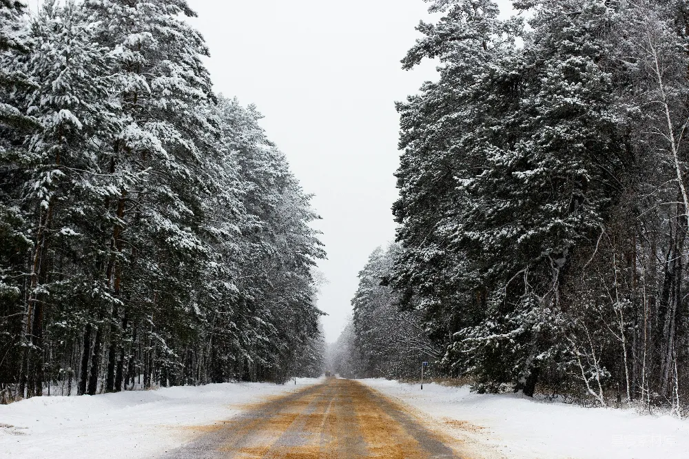 高清摄影 冬季 雪景 自然 森林 宁静 冬日林间小路