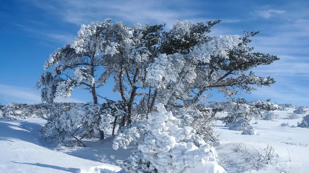 高清摄影 雪景 松树 冬季 自然风光 户外 冬日雪景中的松树