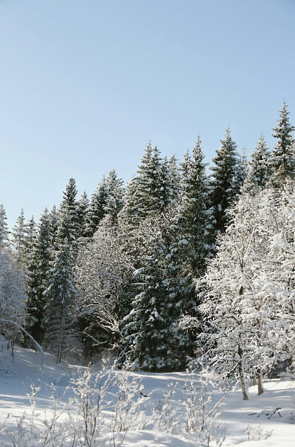 高清摄影 冬季 雪景 自然 森林 宁静 冬日雪景中的松树林