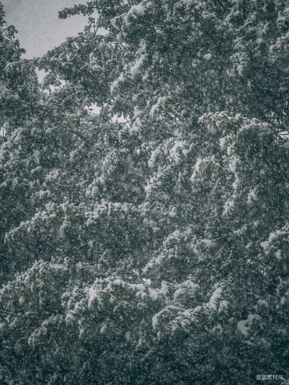 高清摄影 雪景 自然 冬季 松树 宁静 冬日雪景中的松树