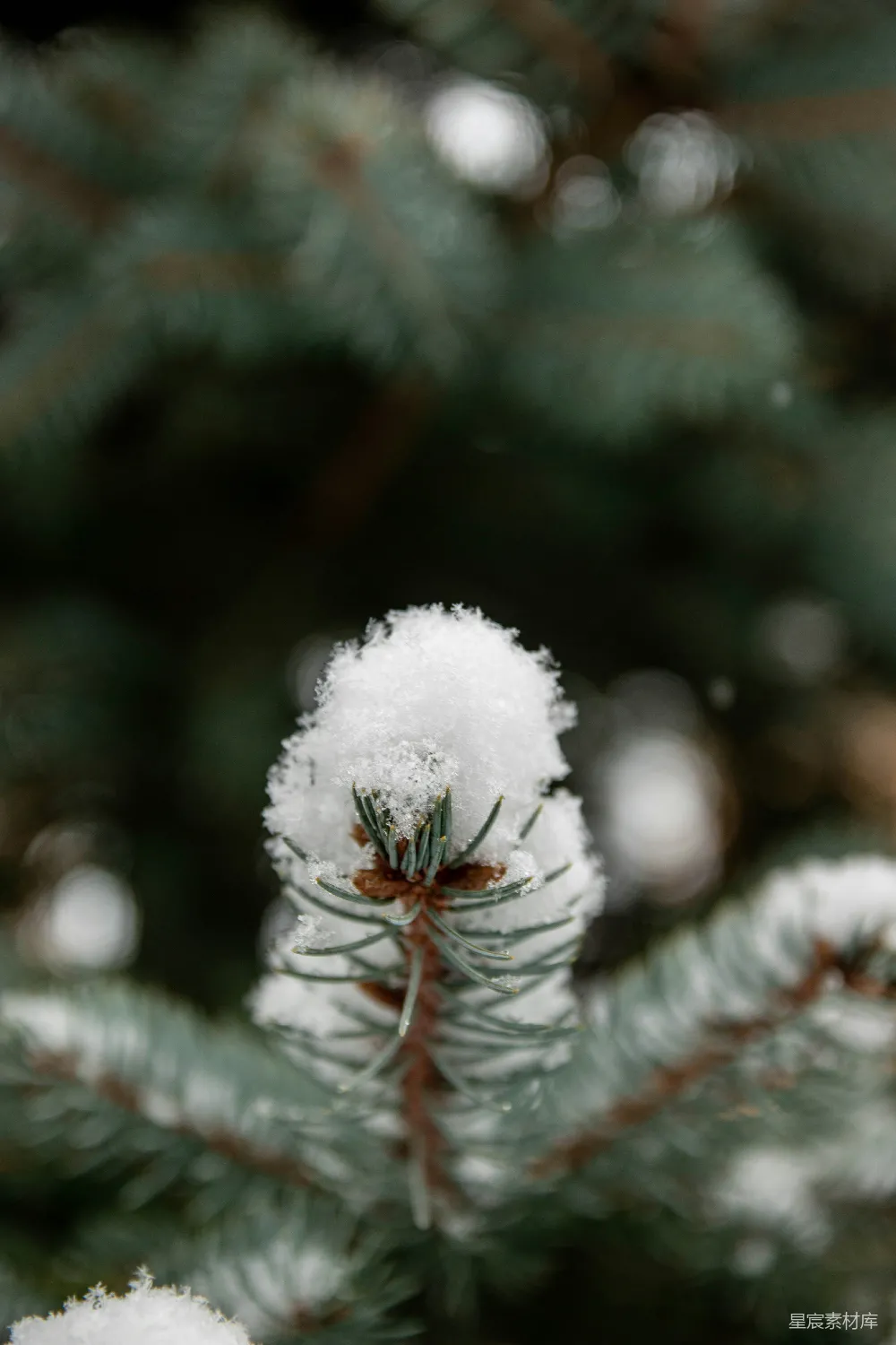 高清摄影 雪景 自然风光 冬季 松树 宁静 冬日松针上的雪花