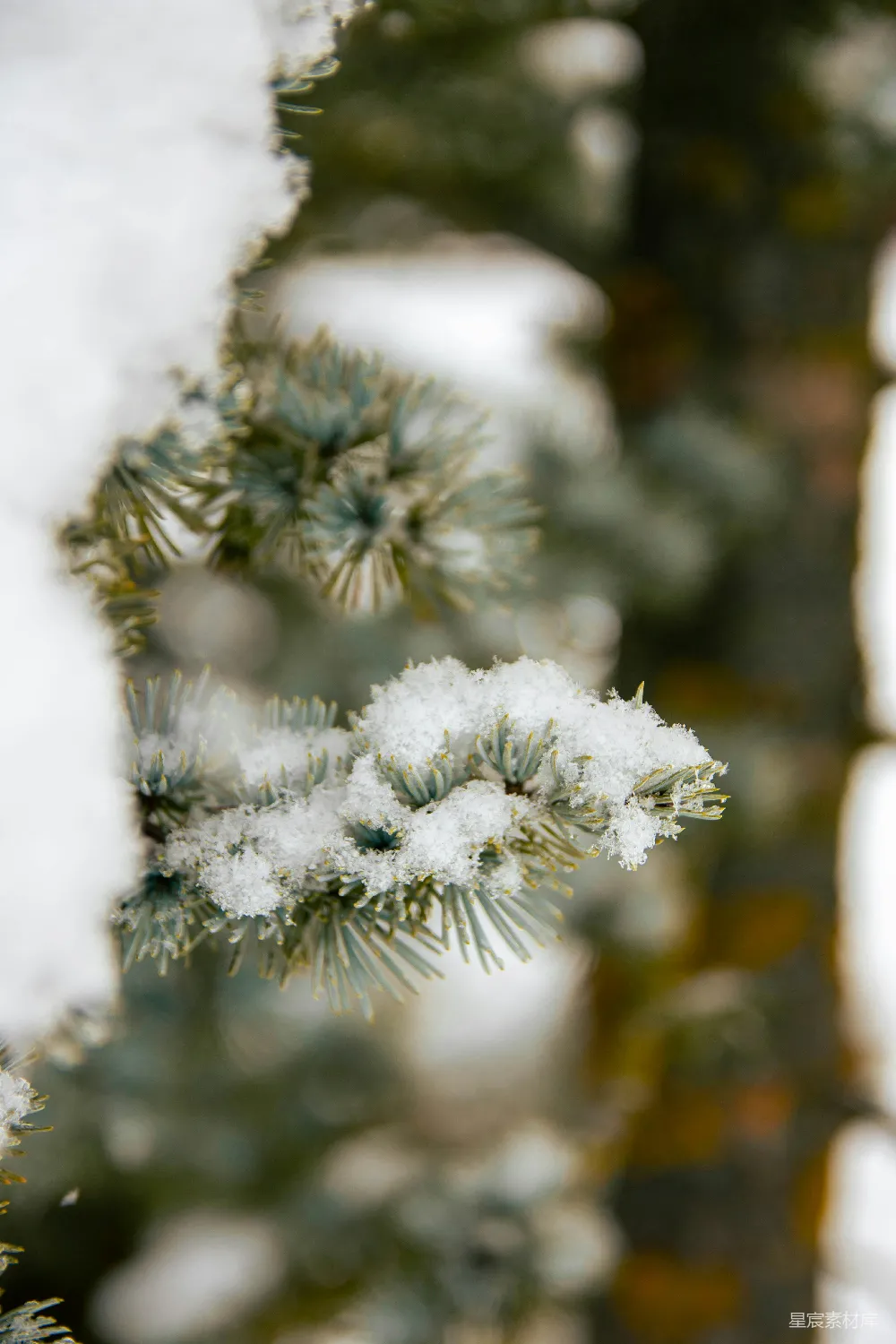 高清摄影 雪景 自然 冬季 松树 宁静 冬日松枝上的雪