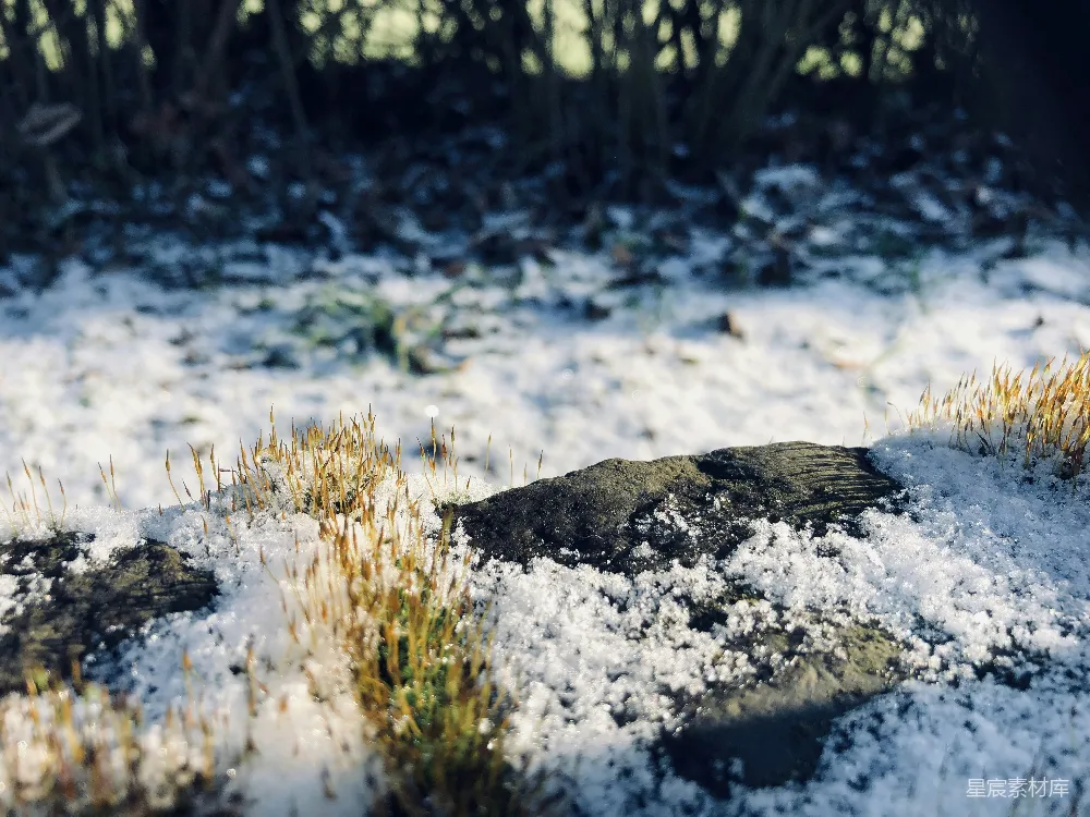 高清摄影 自然 冬季 雪景 苔藓 宁静 冬日的苔藓与白雪