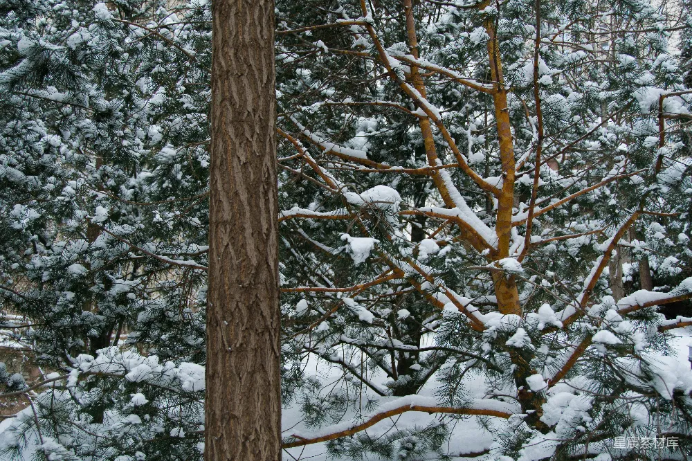 高清摄影 冬景 自然 雪景 松树 静谧 冬日松树