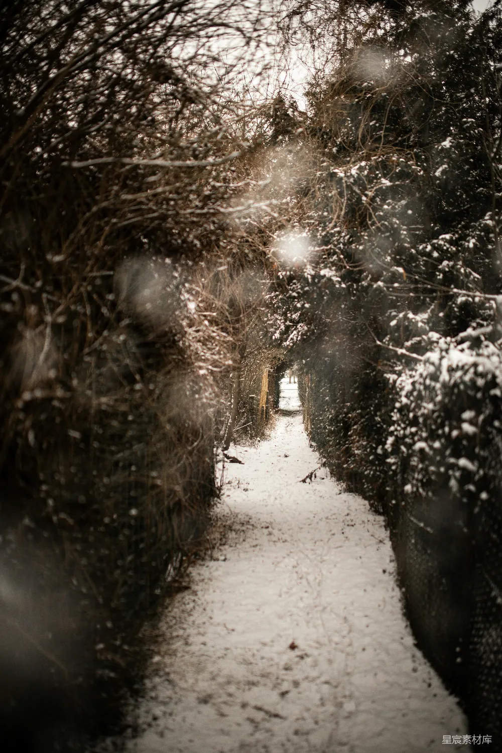 高清摄影 雪景 小径 自然 冬季 宁静 冬日雪林小径