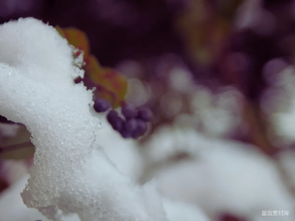 高清摄影 雪景 花蕾 紫色 自然 冬季 冬日里的紫色花蕾