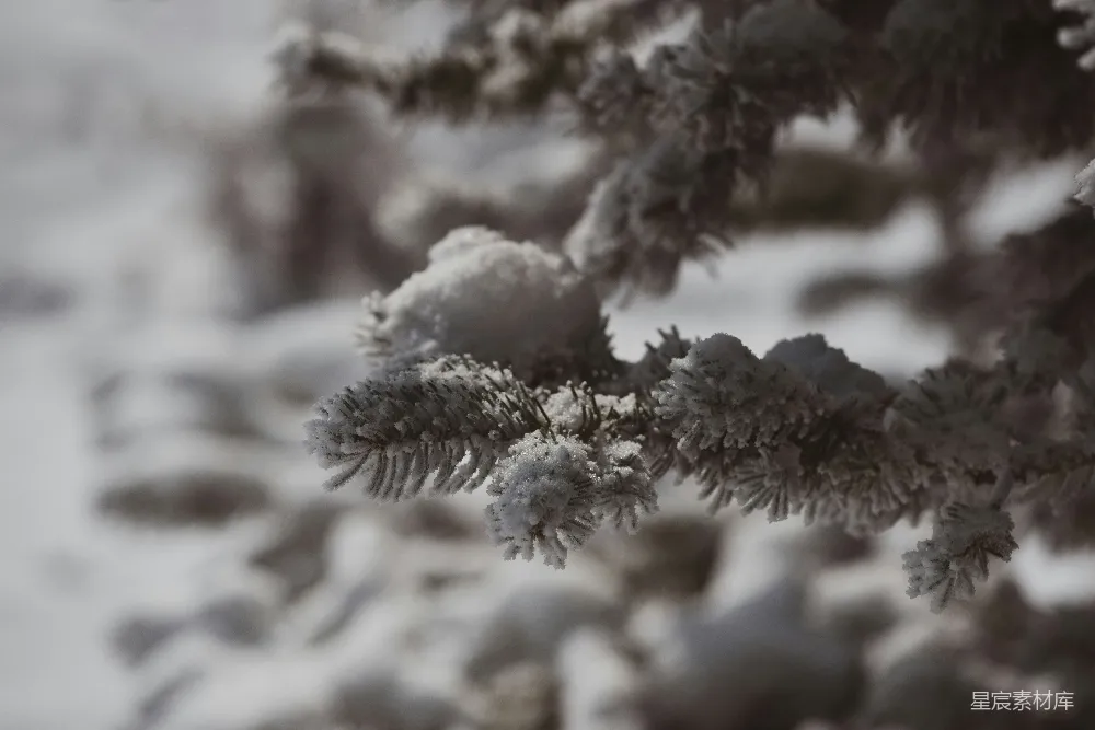 高清摄影 冬季 自然 雪景 寒冷 户外 冬日松枝上的霜花