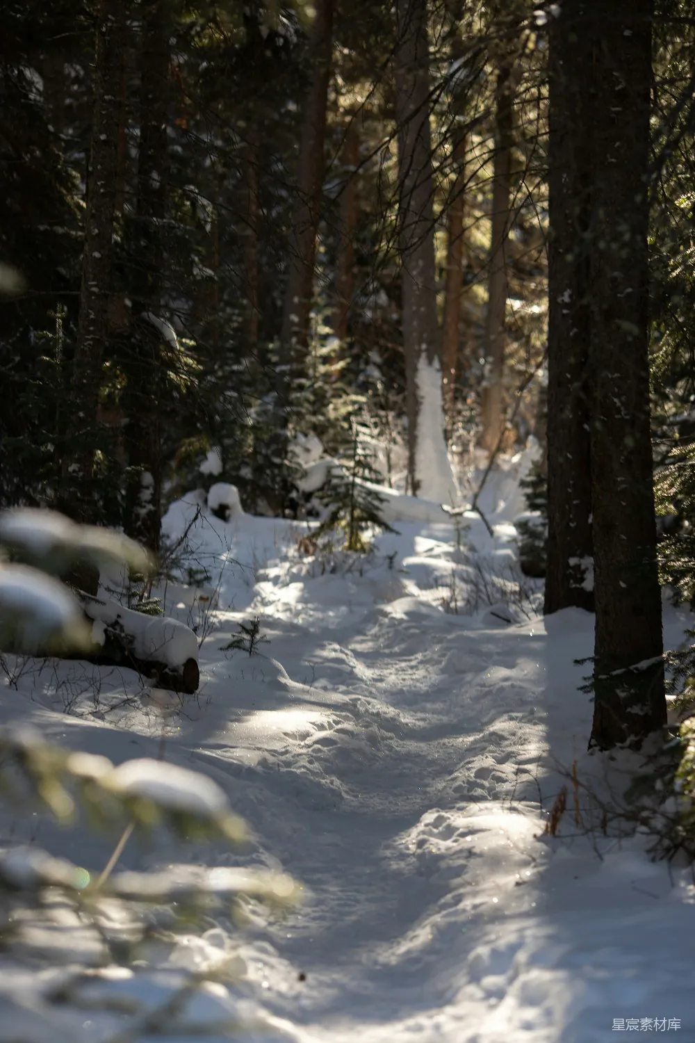 高清摄影 冬季 森林 雪景 阳光 自然 冬日森林中的阳光小径