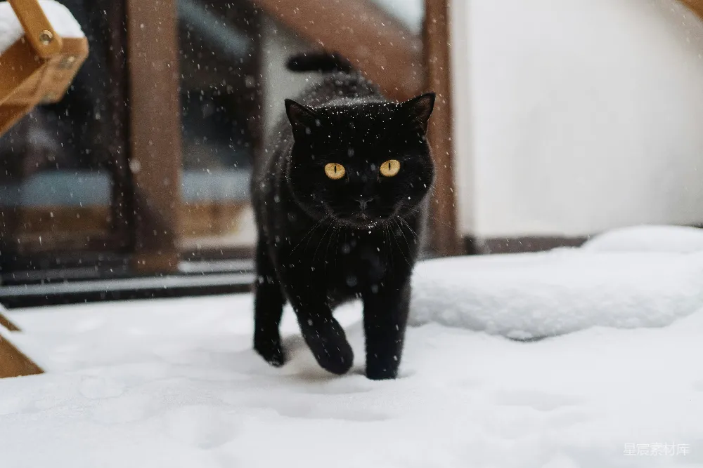 高清摄影 猫咪 雪景 冬季 动物 户外 雪中的黑猫