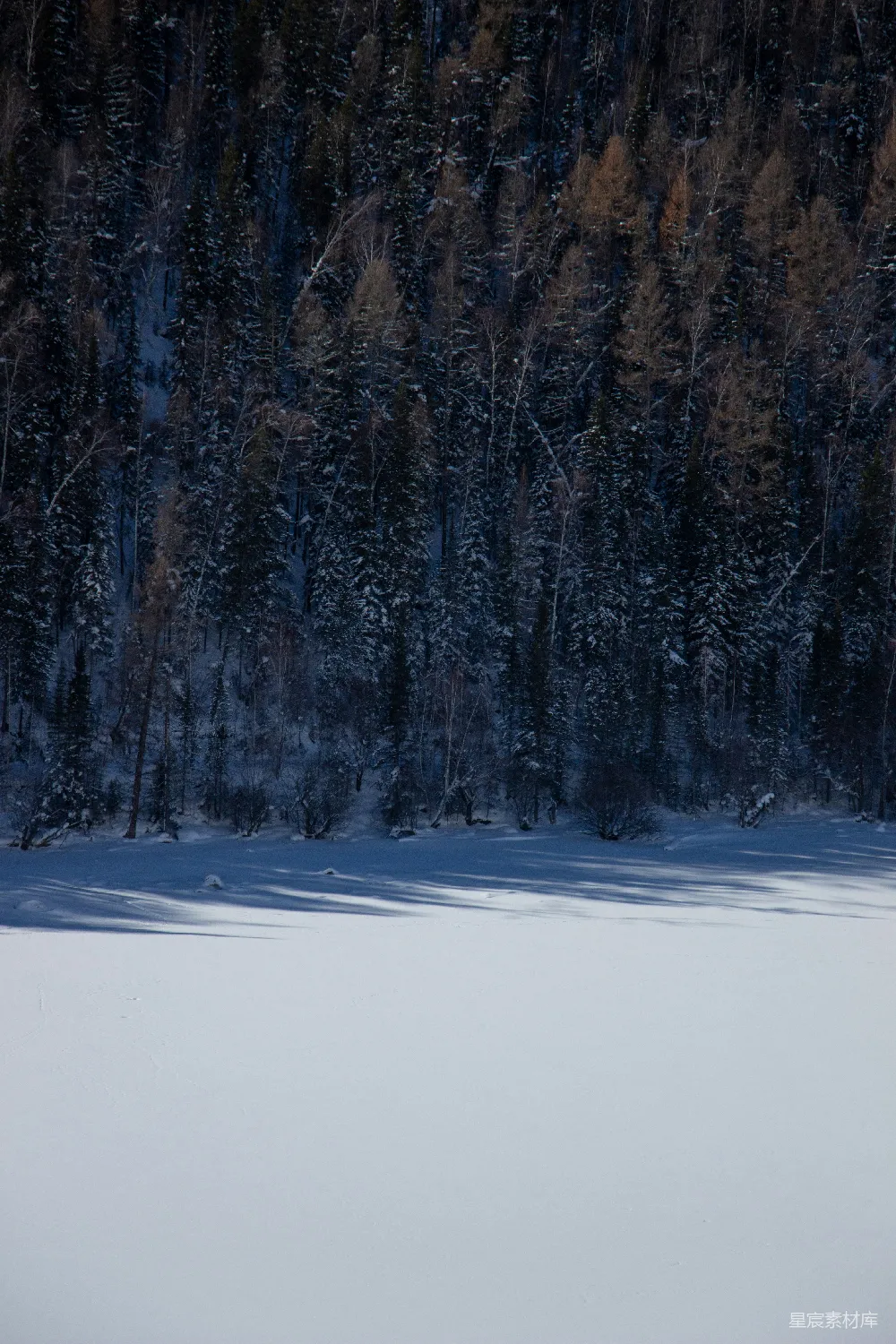 高清摄影 冬季 雪景 森林 自然 宁静 冬日森林的静谧时光