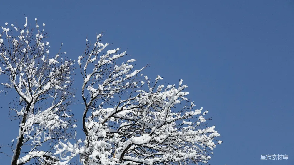 高清摄影 雪景 冬季 自然风光 蓝色天空 树枝 冬日晴空下的雪树